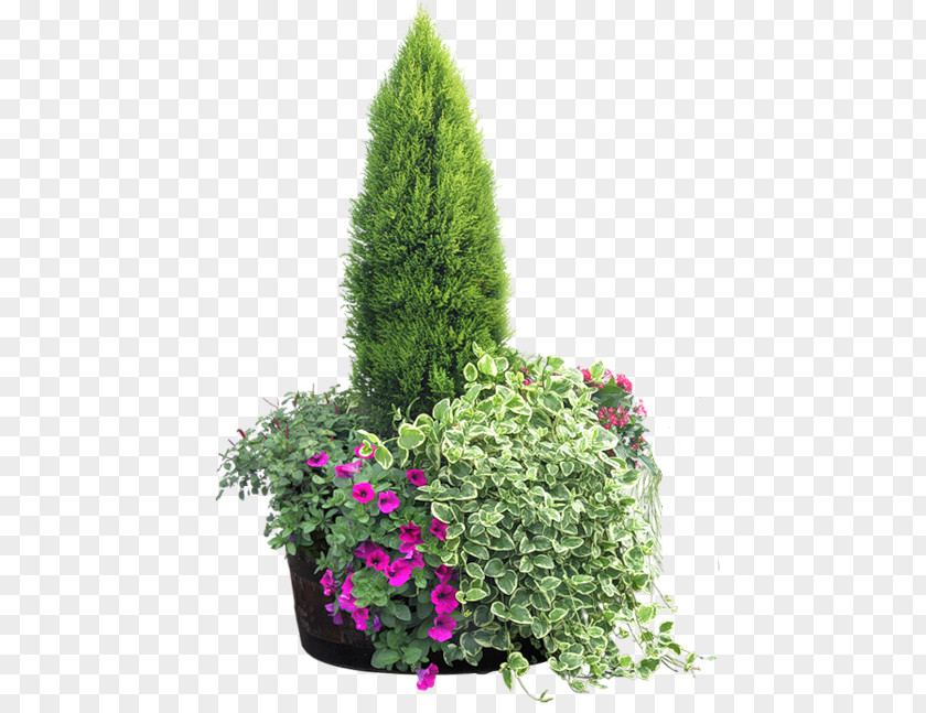 Floristy Shrub Clip Art PNG