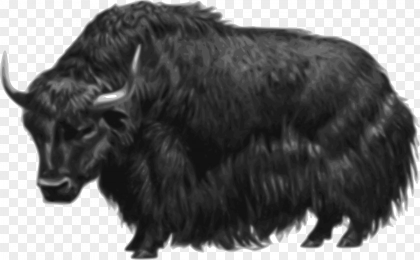 Hairy Domestic Yak Drawing Clip Art PNG