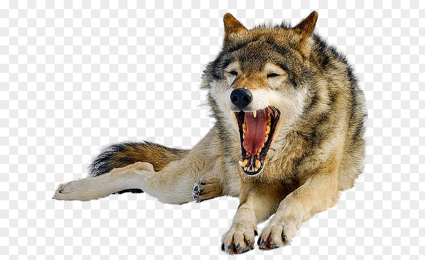 Iberian Wolf Lossless Compression PNG
