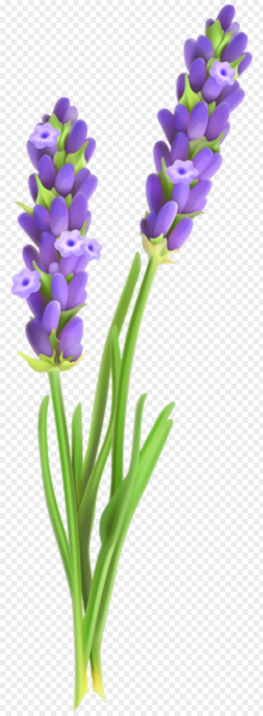 Lavender English French Flower Clip Art PNG