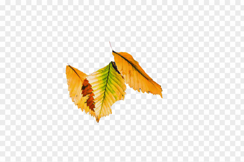 Leaf 0jc Butterflies Lepidoptera Science PNG