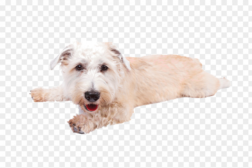 Puppy Glen Of Imaal Terrier West Highland White Soft-coated Wheaten Wire Hair Fox Sporting Lucas PNG