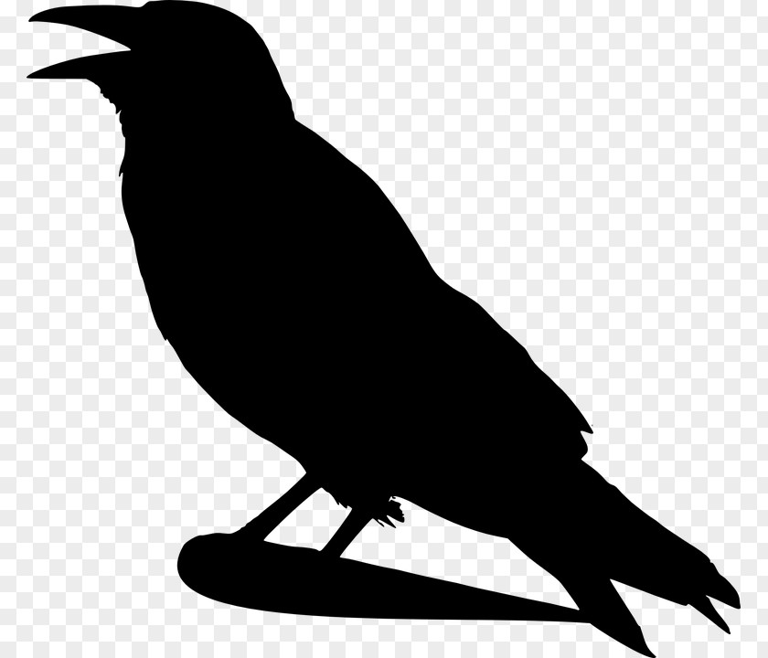 Raven Bird Clipart Crows Clip Art PNG