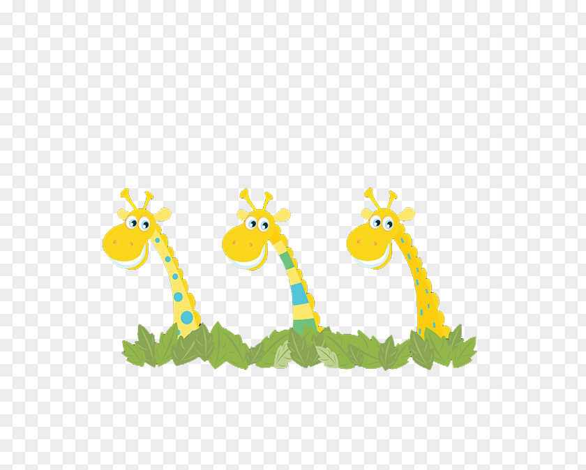 Three Giraffes Northern Giraffe Cartoon Illustration PNG