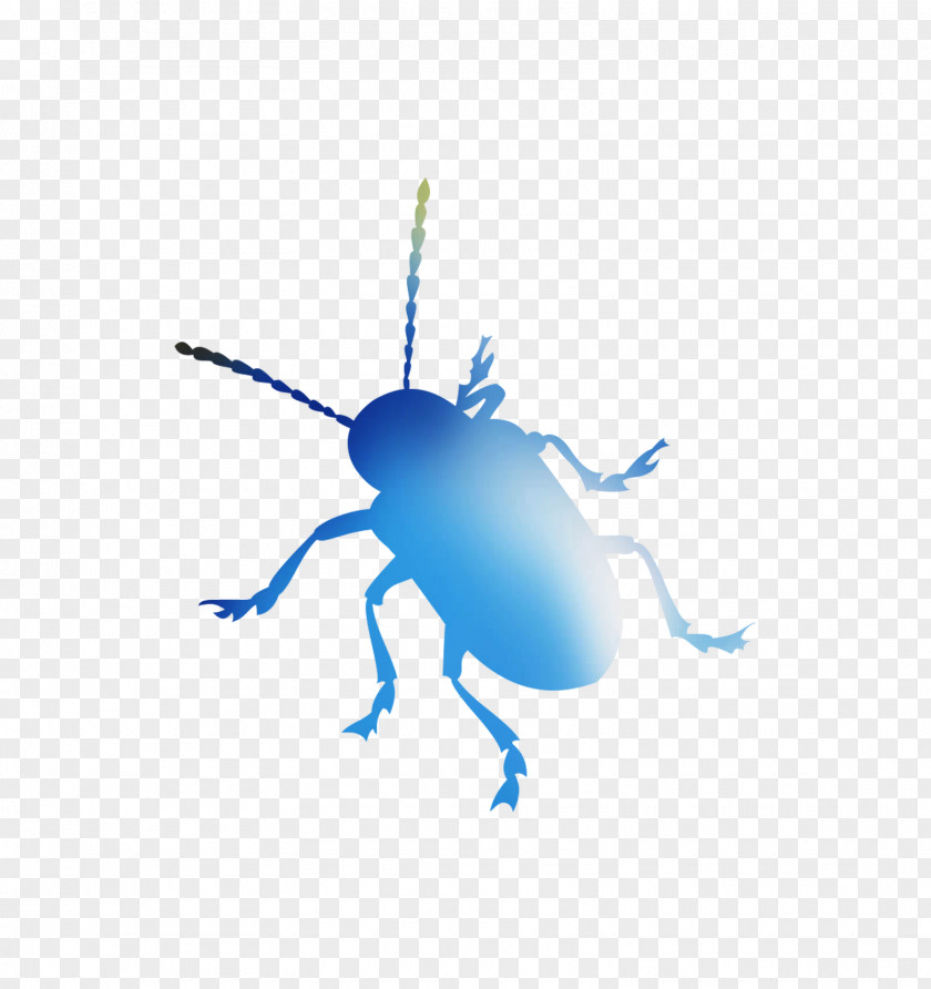Weevil Beetle Desktop Wallpaper Font Computer PNG