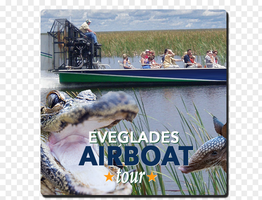 Everglades Holiday Park Airboat Alligators Alligator Wrestling PNG