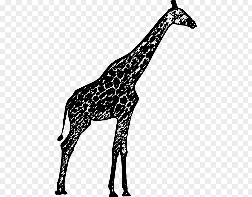 Giraffe Black And White Northern Drawing PNG