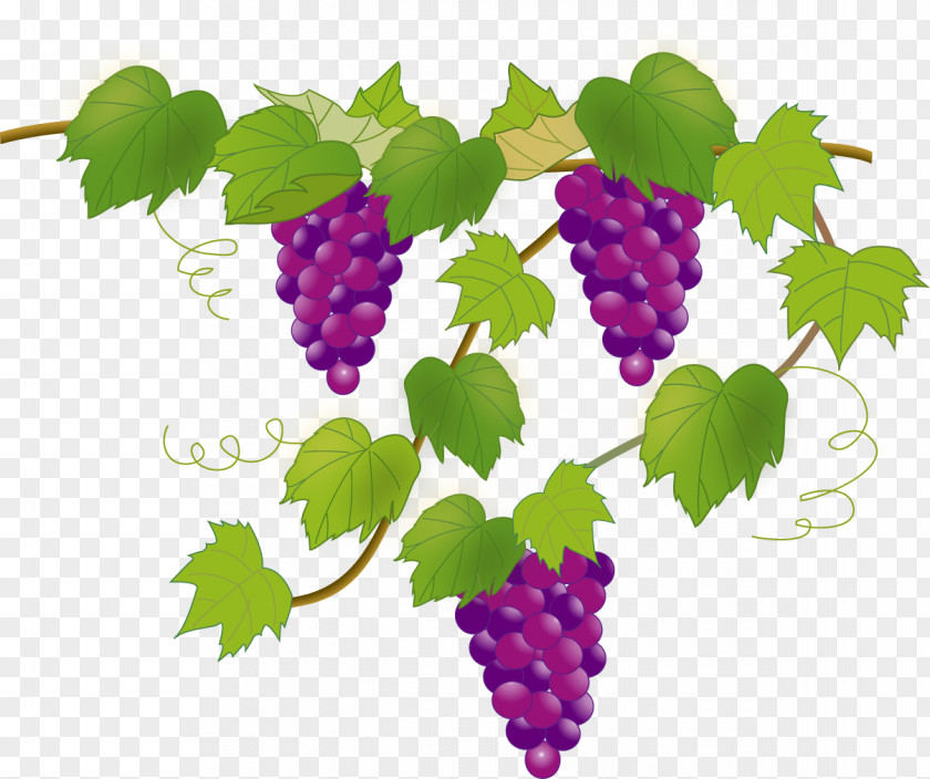 Grape Illustrator Image Illustration Fruit PNG