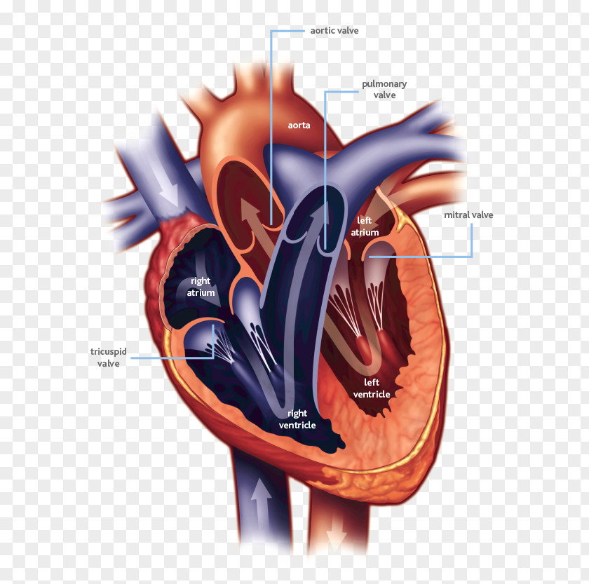 Heart Valve Mitral Ailment Cardiac Surgery PNG