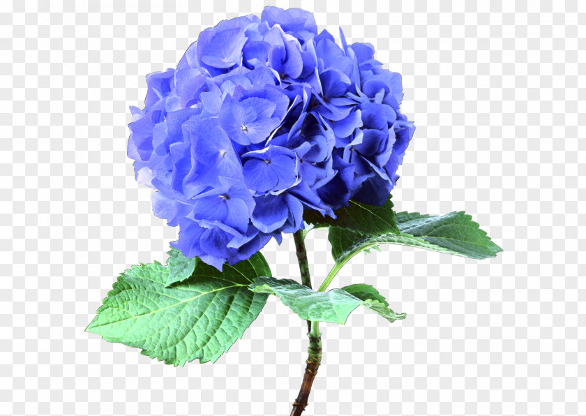 Hydrangea French Cut Flowers Blue Plant PNG