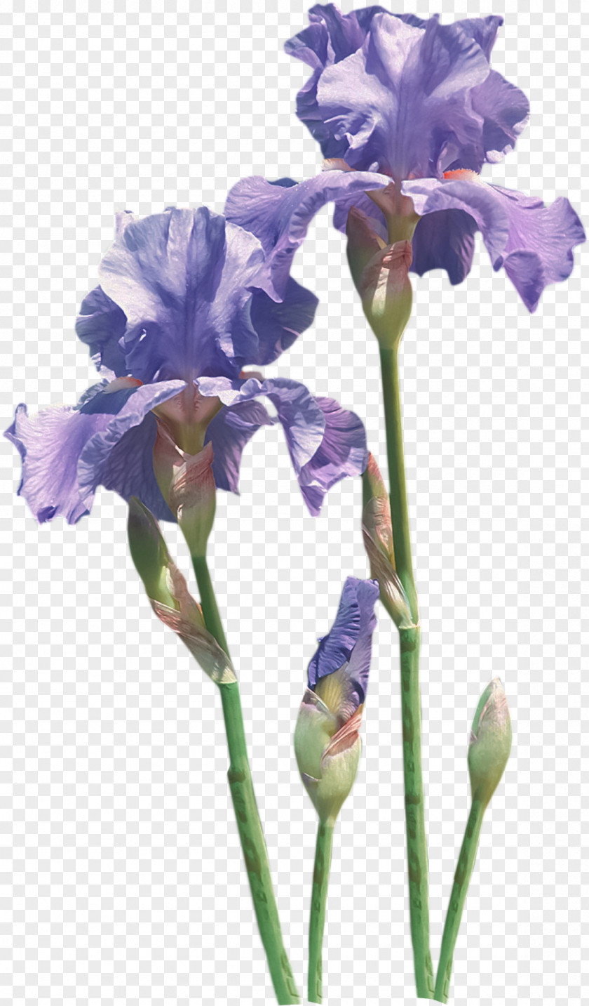 Iris Flower Irises Common Poppy PNG