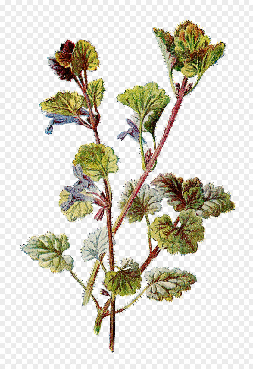 Ivy Botanical Illustration Botany Clip Art PNG