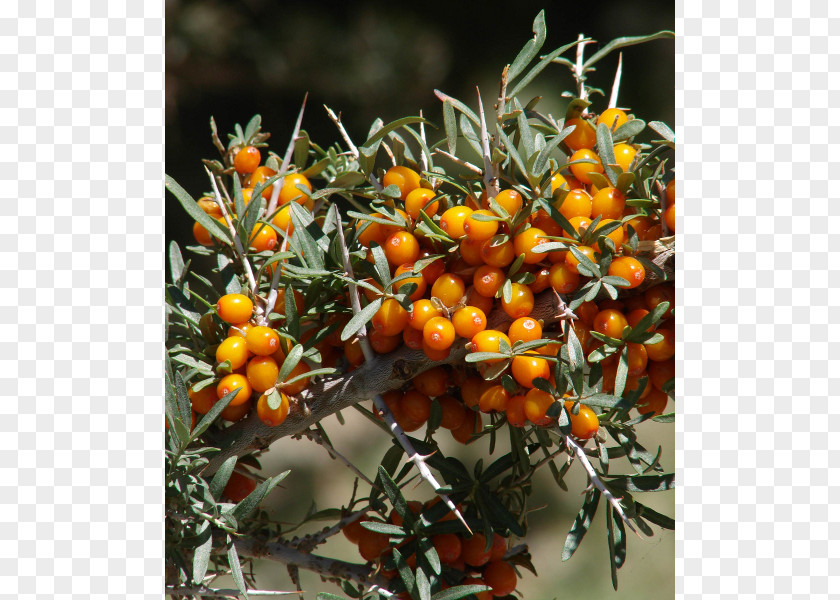 Klavdija Seaberry Seed Shrub Buckthorn PNG