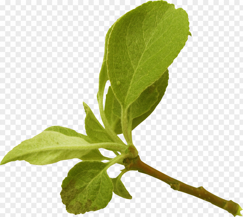 Tea Leaves Leaf Branch Tree Plant Stem Apples PNG