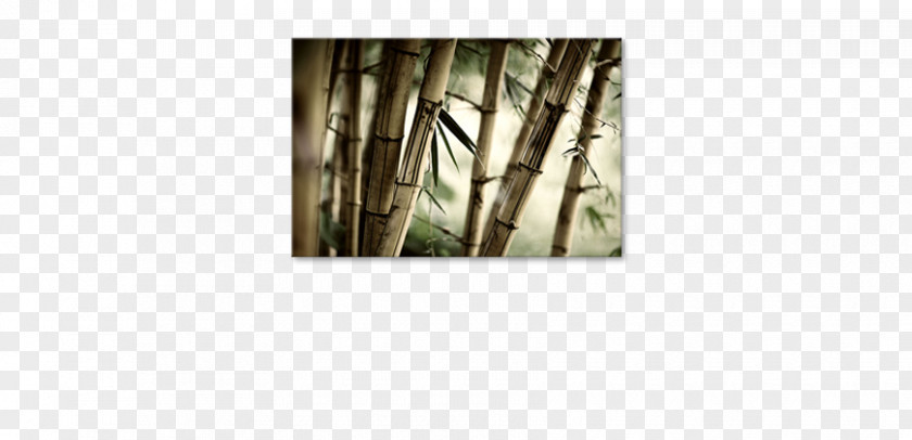 Bamboo Forest Tropical Woody Bamboos Watercolor Painting Canvas Paper PNG