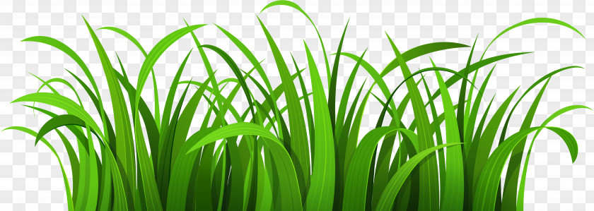 Fodder Chives Green Grass Background PNG