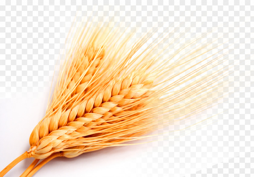 Golden Wheat Whole Grain Grasses Cereal PNG