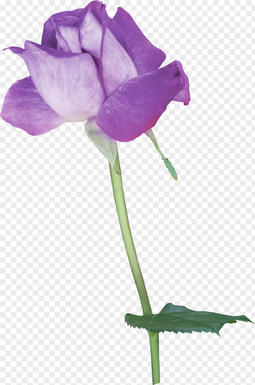Lilac Paper Flower Ink PNG