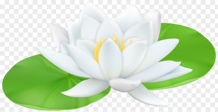 Water Lily Transparent Clip Art Image Lilies Sacred Lotus PNG