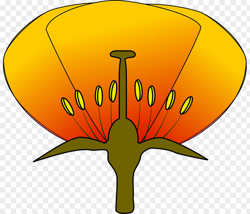Flower Diagram Clip Art PNG