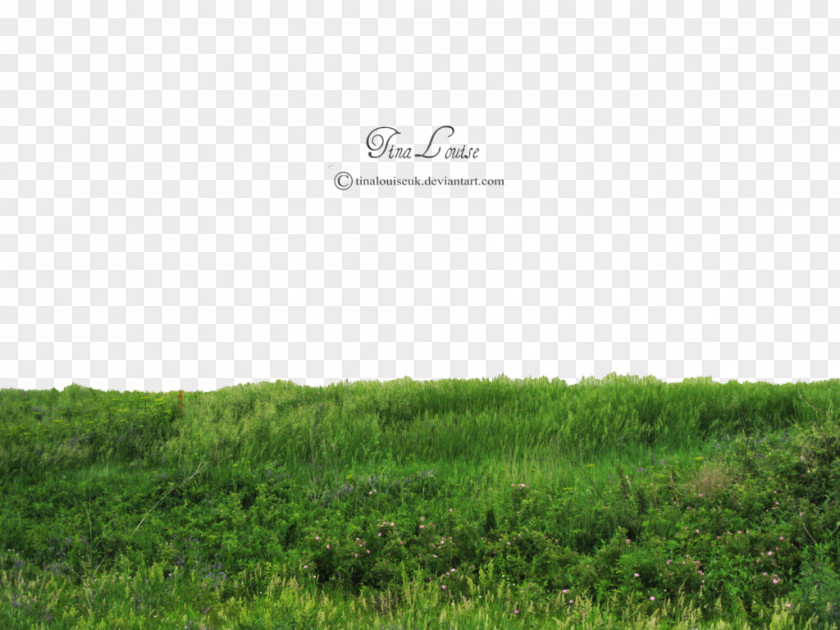 Grass Transparent Image Rendering Architecture PNG