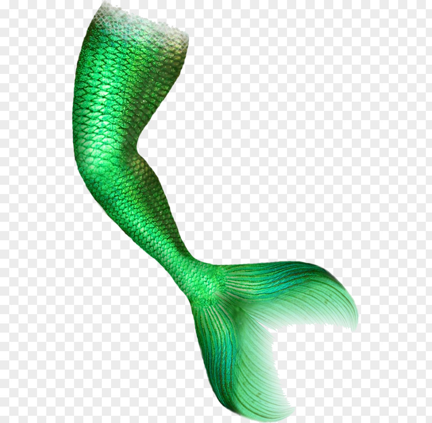 Mermaid Tail Clipart Clip Art Image Download Computer File PNG