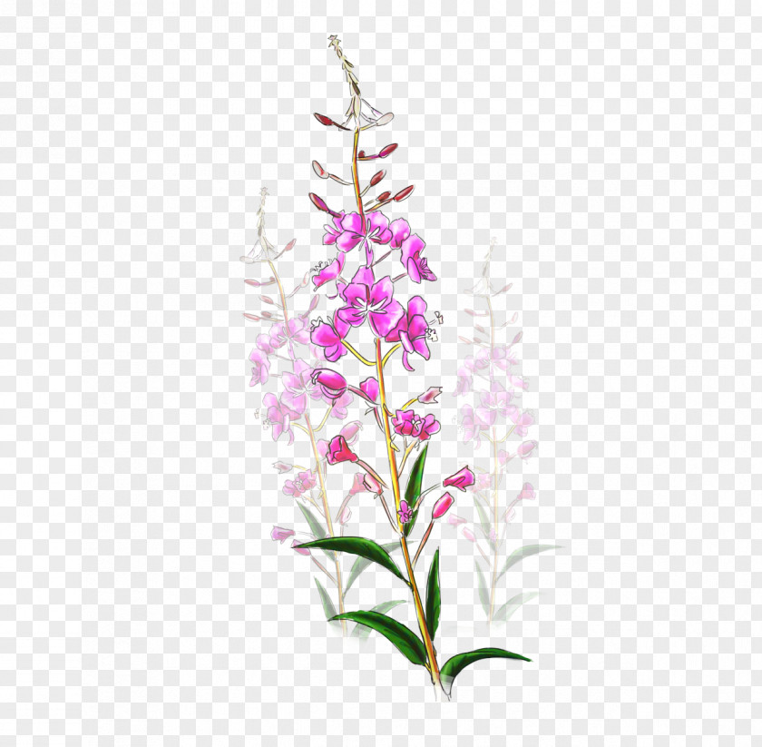 Perennial Plant Pedicel Drawing Of Family PNG