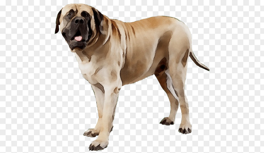 St. Bernard Bernese Mountain Dog Boerboel Breed PNG