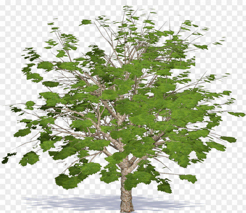 Tree Twig Plane Trees Leaf Family PNG