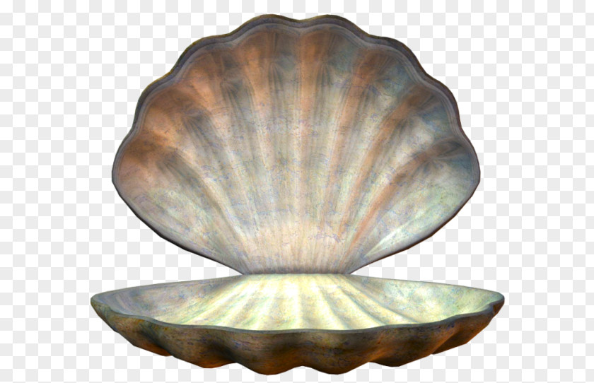 Woman Mollusc Shell Animaatio Image Hosting Service PNG