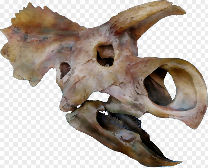 Bone Figurine PNG