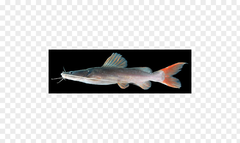 Fish Catfish Hemibagrus Wyckioides Hyalobagrus Filamentus PNG