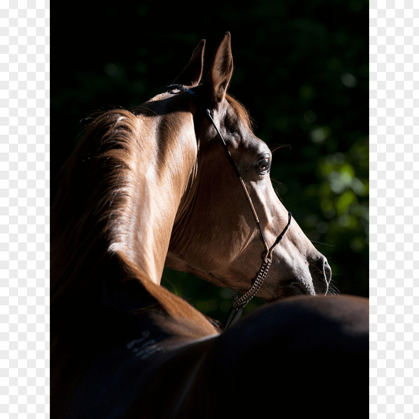 Horse Watercolor Arabian Global Champions Tour Equestrian American Quarter Foal PNG
