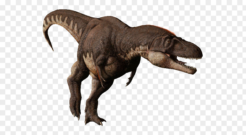 Dinosaur Tyrannosaurus Daspletosaurus Albertosaurus Tarbosaurus Pachyrhinosaurus PNG