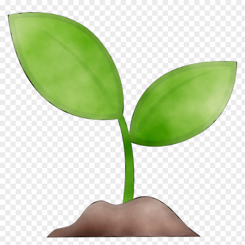 Leaf Plant Stem Product Design PNG