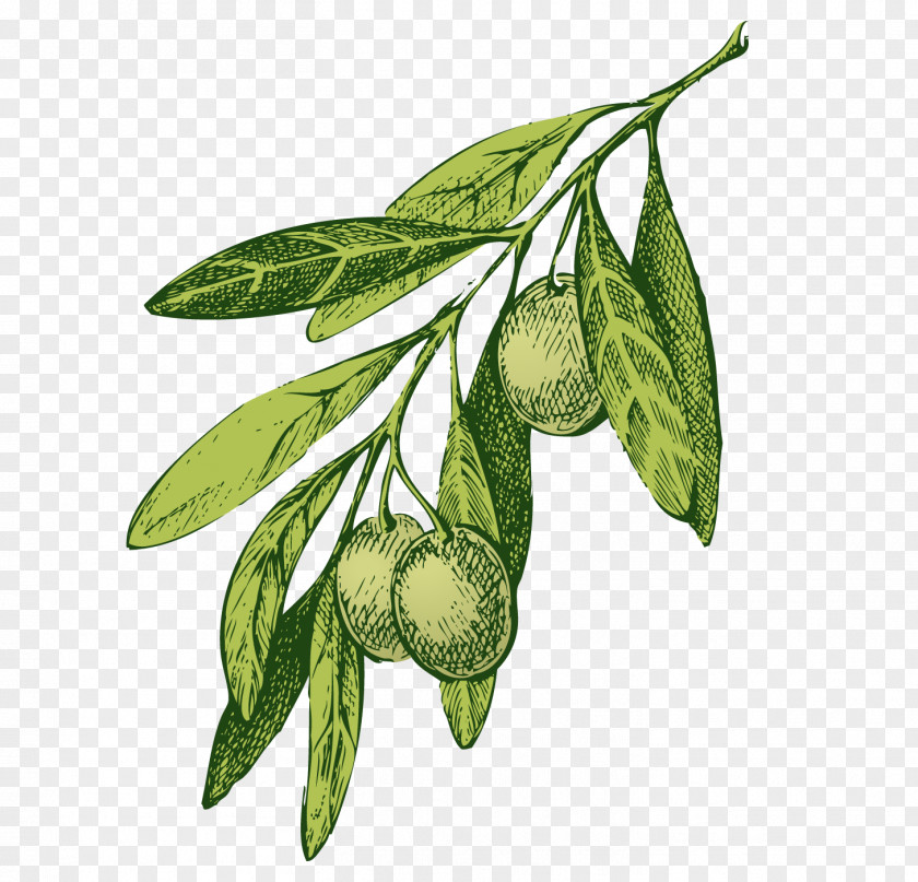 Olive Oil Vector Graphics Illustration Mediterranean Cuisine PNG