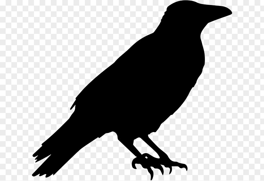 Raven Feather Crow Common Halloween Clip Art PNG