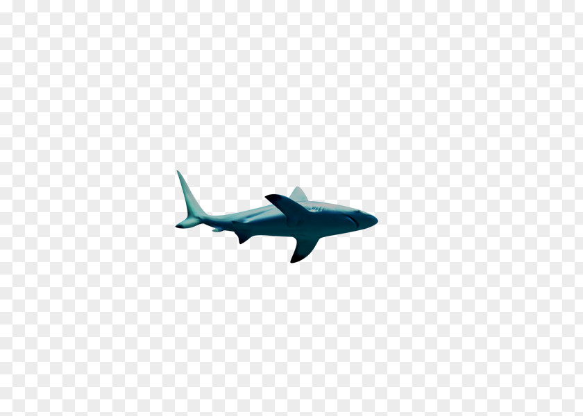 Shark Fish PNG