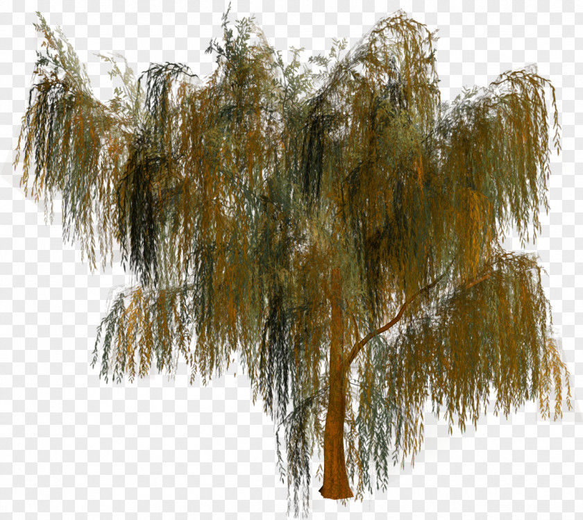 Tree Forest Woody Plant Clip Art PNG