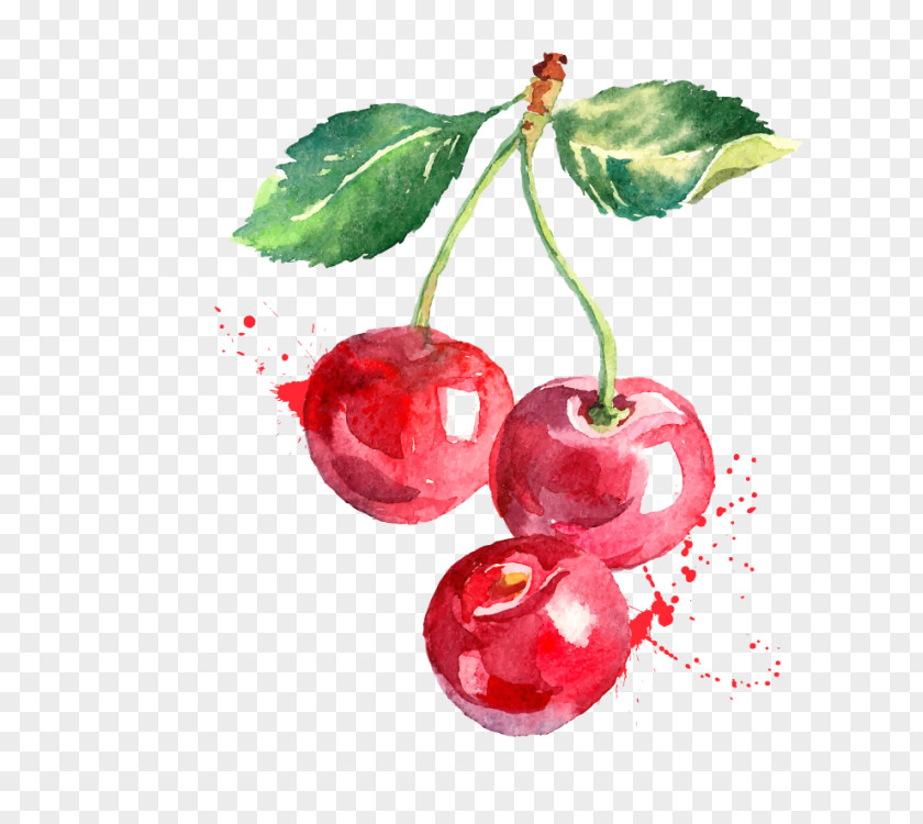 Cherry Watercolor Painting Drawing PNG