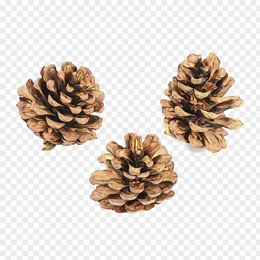 Conifer Cone Stone Pine Nuts Conifers Christmas Ornament M PNG