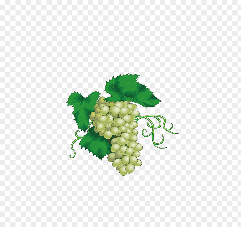 Delicious Green Grapes Chenin Blanc Wine Juice Grape PNG