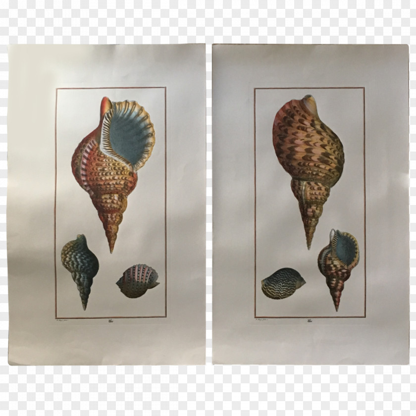 Hand Painted Seashells Seashell Conchology PNG