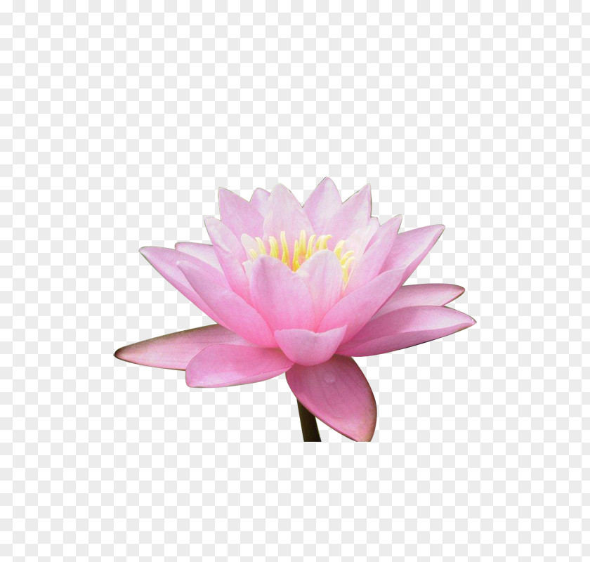 Lotus Sacred Image Vector Graphics Clip Art PNG