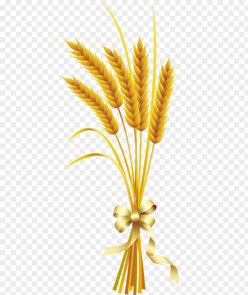Poales Plant Wheat PNG