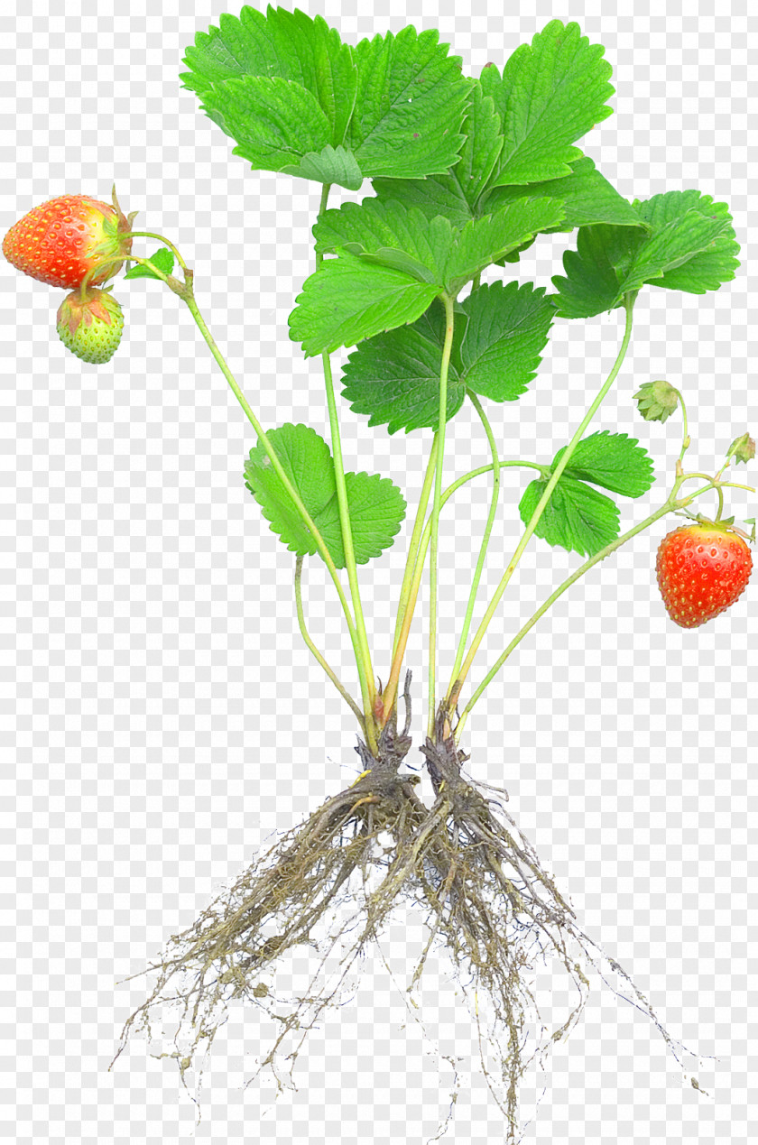 Root Strawberry Plant Rosaceae Fruit Cultivar PNG