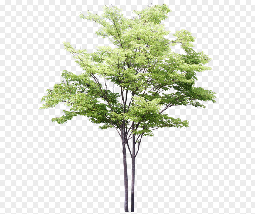 Tree Architectural Drawing Architecture PNG