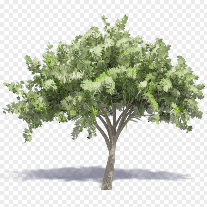 Tree Drawing PNG
