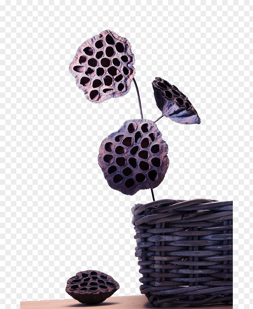 Withered Dry Lotus Stock Photography PNG