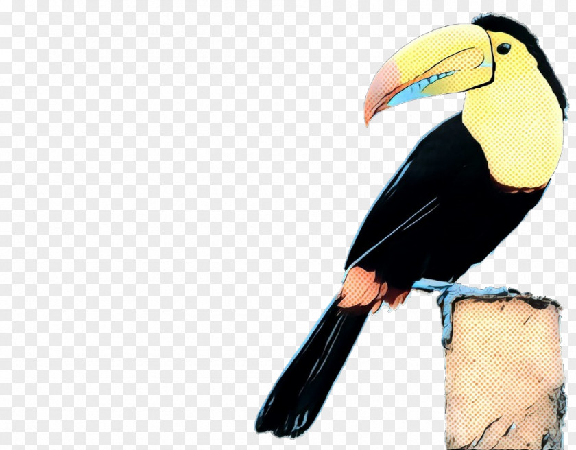 Coraciiformes Piciformes Bird Toucan Beak Hornbill PNG